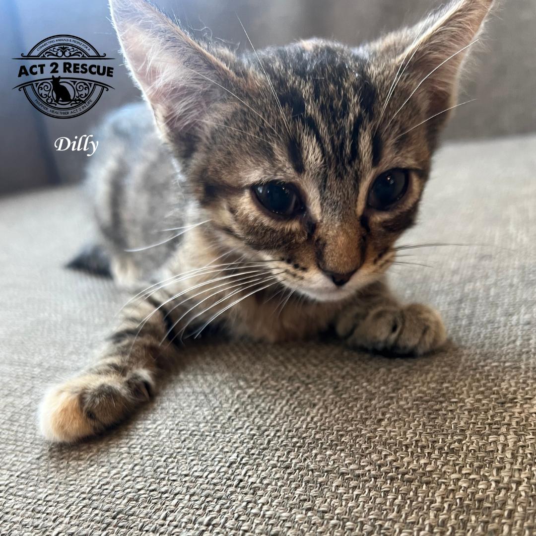 Enlarge Dilly, a Adoptable Domestic Short Hair in Riverside, CA image 1/1