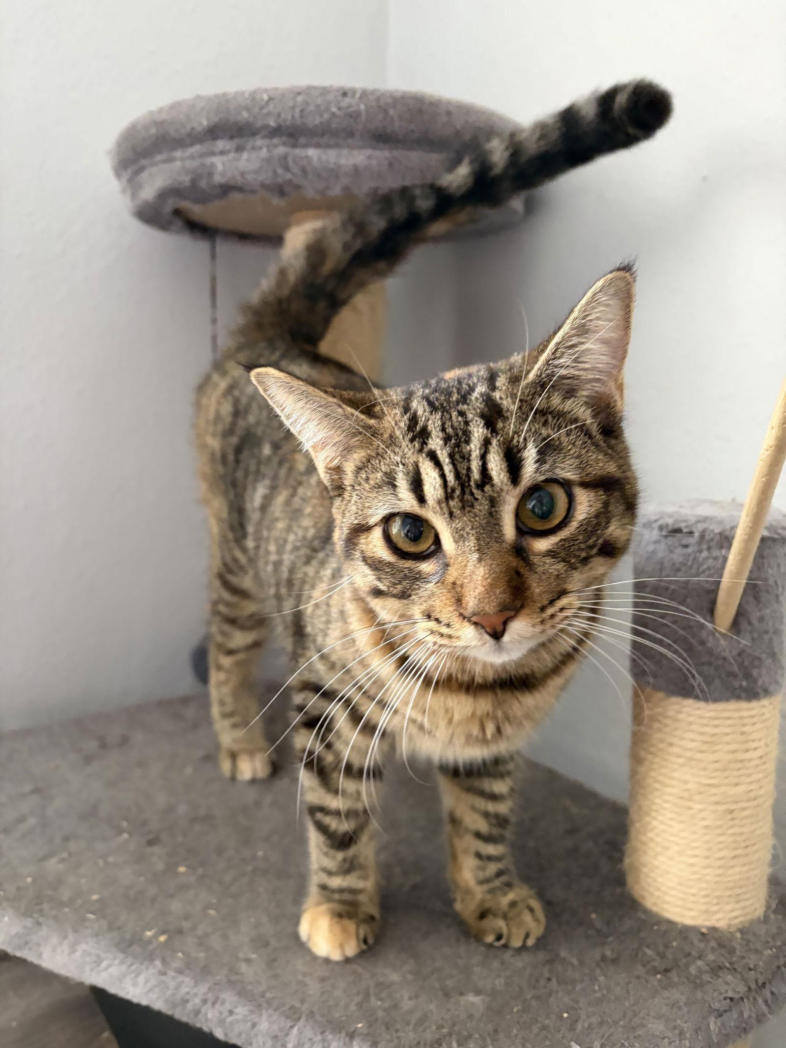 Enlarge Dilly, a Adoptable Domestic Short Hair in Riverside, CA image 4/4