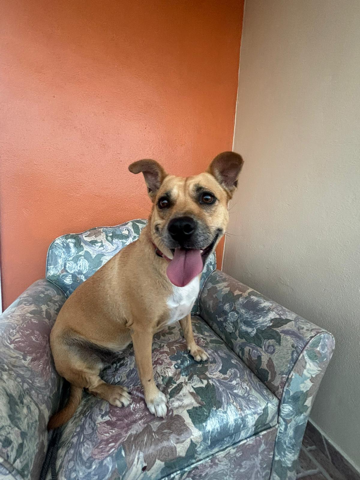 Enlarge Mila, an adoptable mixed breed in Virginia Beach, VA image 1/3