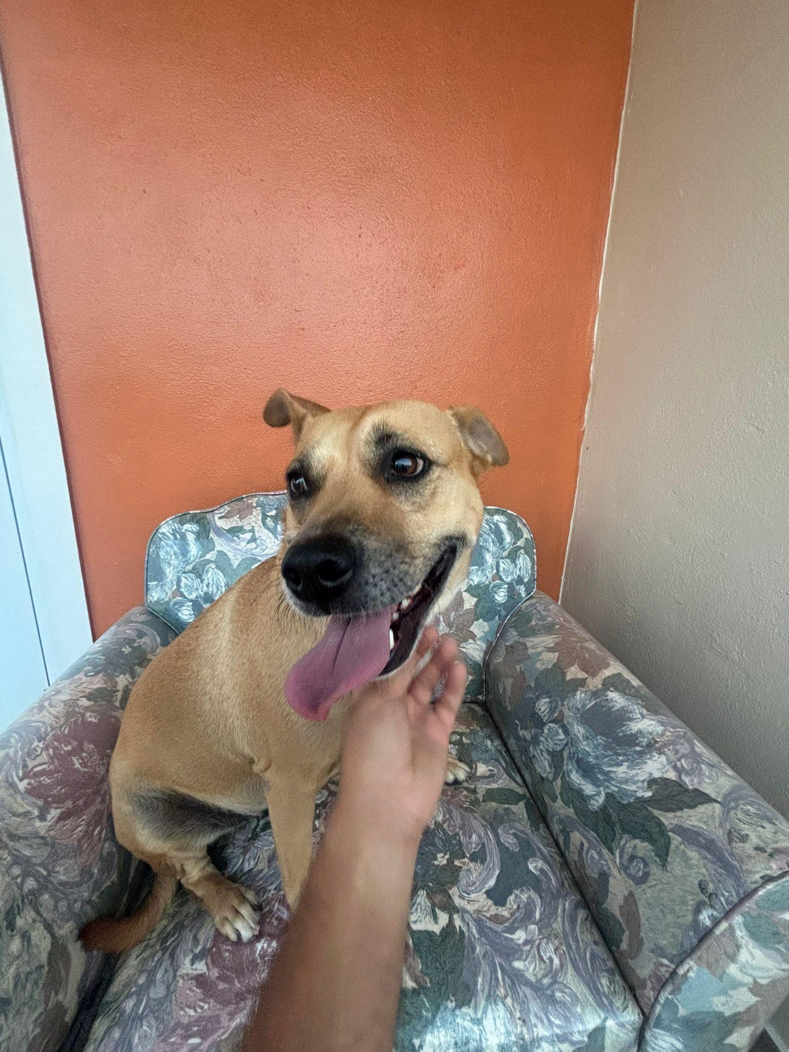 Enlarge Mila, an adoptable mixed breed in Virginia Beach, VA image 3/3