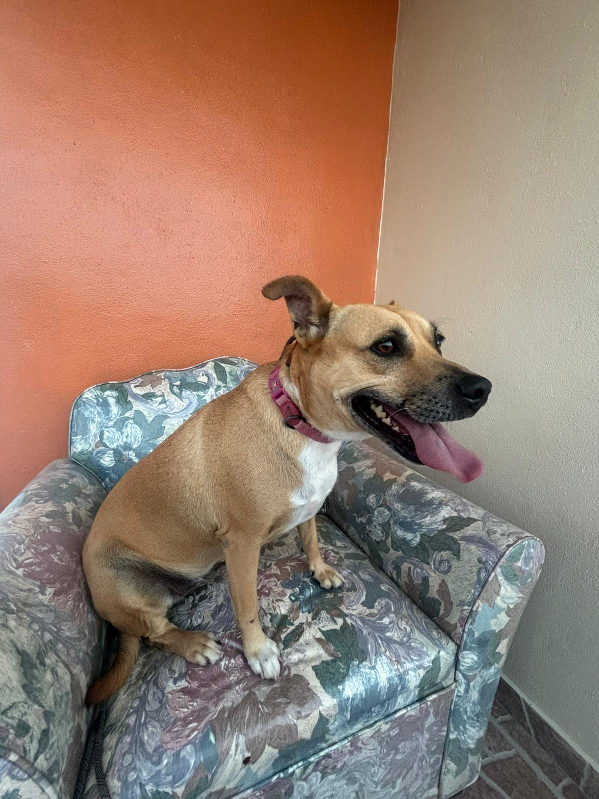 Enlarge Mila, an adoptable mixed breed in Virginia Beach, VA image 2/3