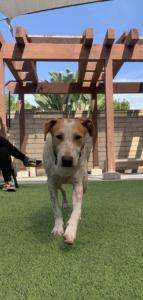 Enlarge Stitch, a Adoptable Hound in Coronado, CA image 1/5