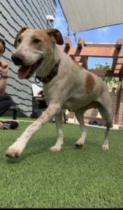 Stitch, Adoptable, Adult Male Hound.