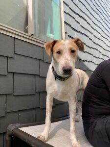 Enlarge Stitch, a Adoptable Hound in Coronado, CA image 4/5