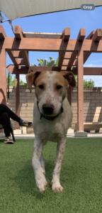 Enlarge Stitch, a Adoptable Hound in Coronado, CA image 5/5