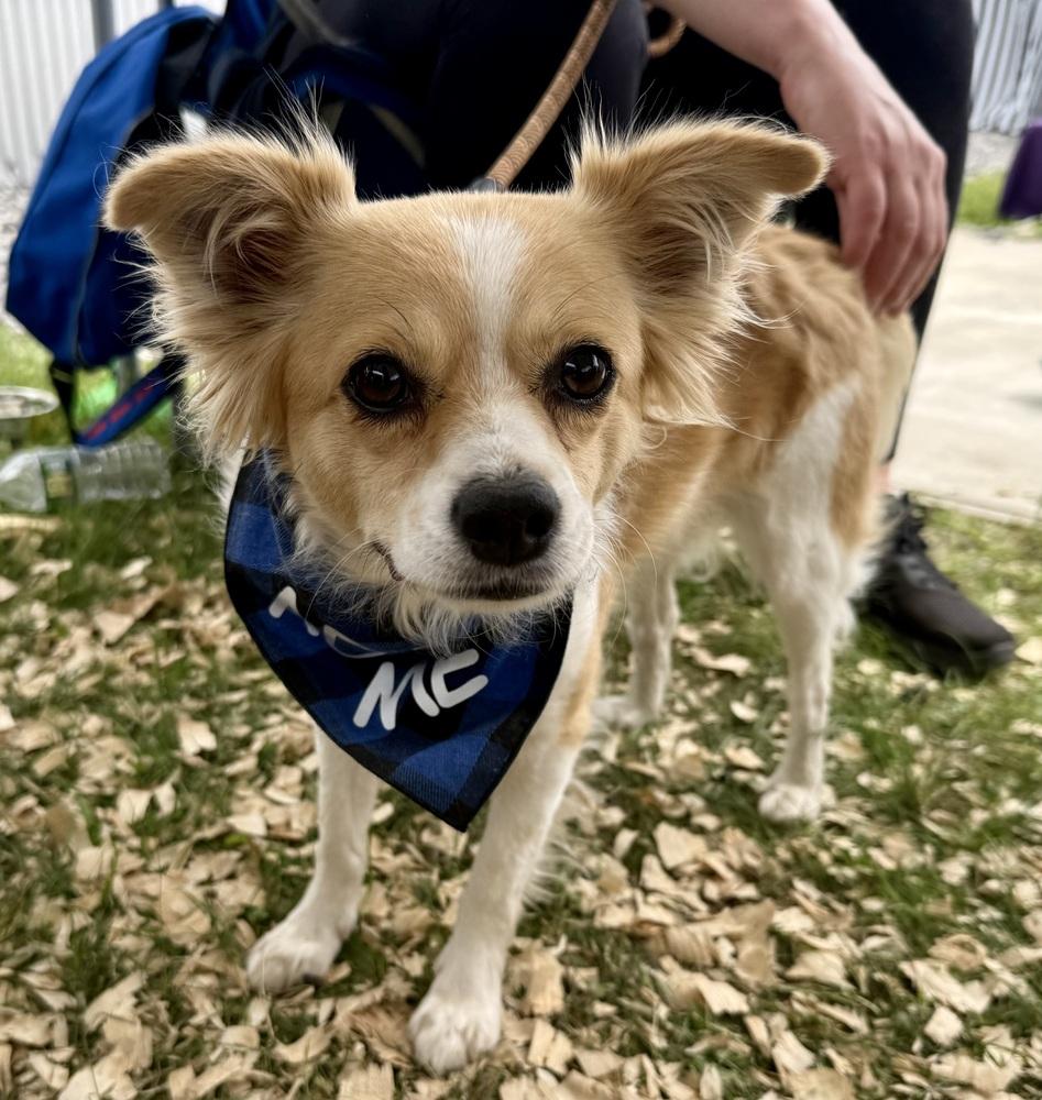 Linden, a Adoptable mixed breed in Middletown, CT image 1/5
