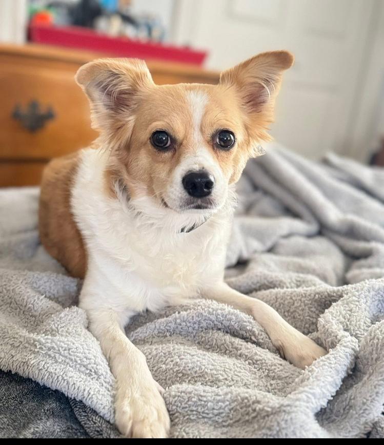 Enlarge Linden, a Adoptable mixed breed in Middletown, CT image 2/6