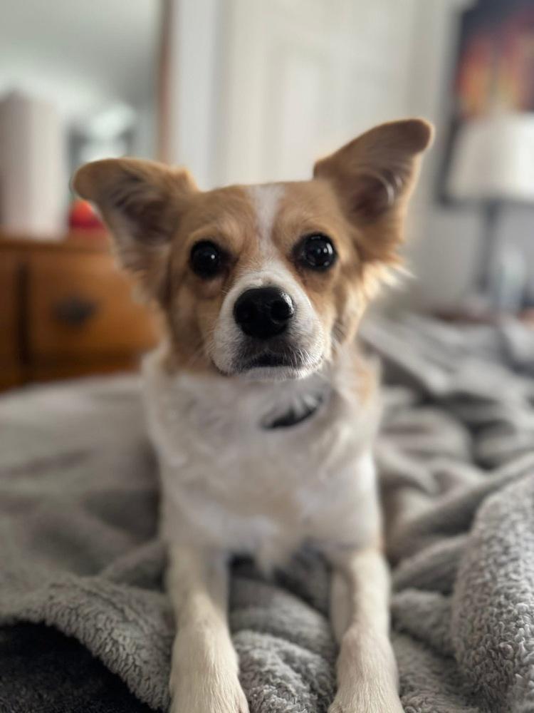 Enlarge Linden, a Adoptable mixed breed in Middletown, CT image 3/6