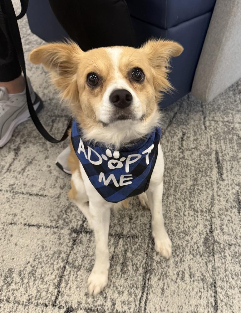 Enlarge Linden, a Adoptable mixed breed in Middletown, CT image 4/6