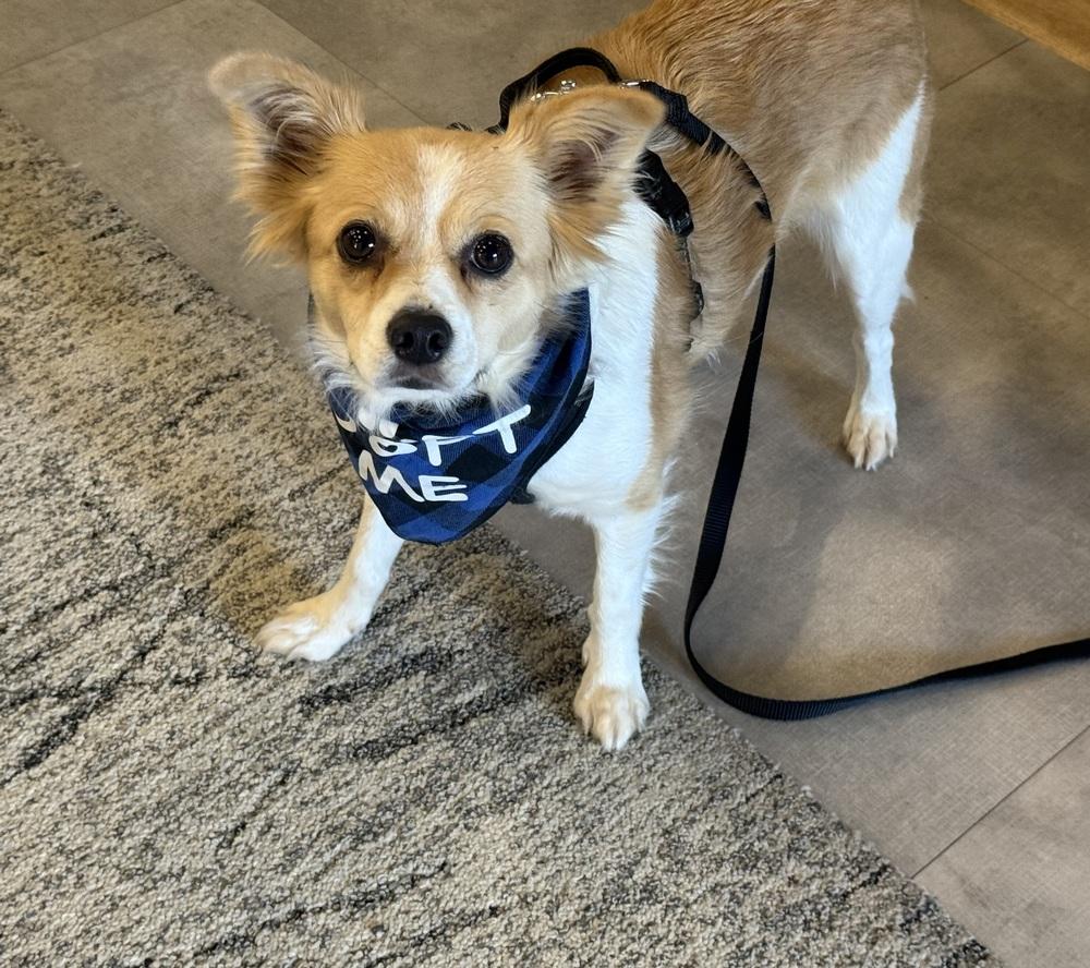 Enlarge Linden, a Adoptable mixed breed in Middletown, CT image 5/6