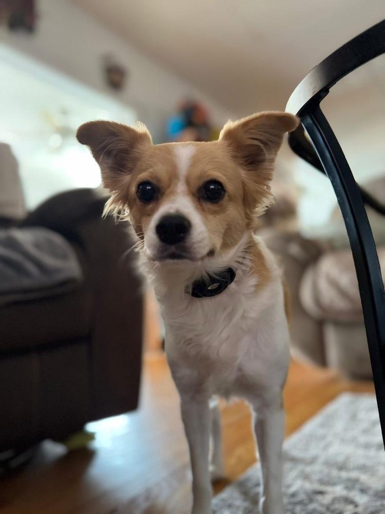 Enlarge Linden, a Adoptable mixed breed in Middletown, CT image 6/6