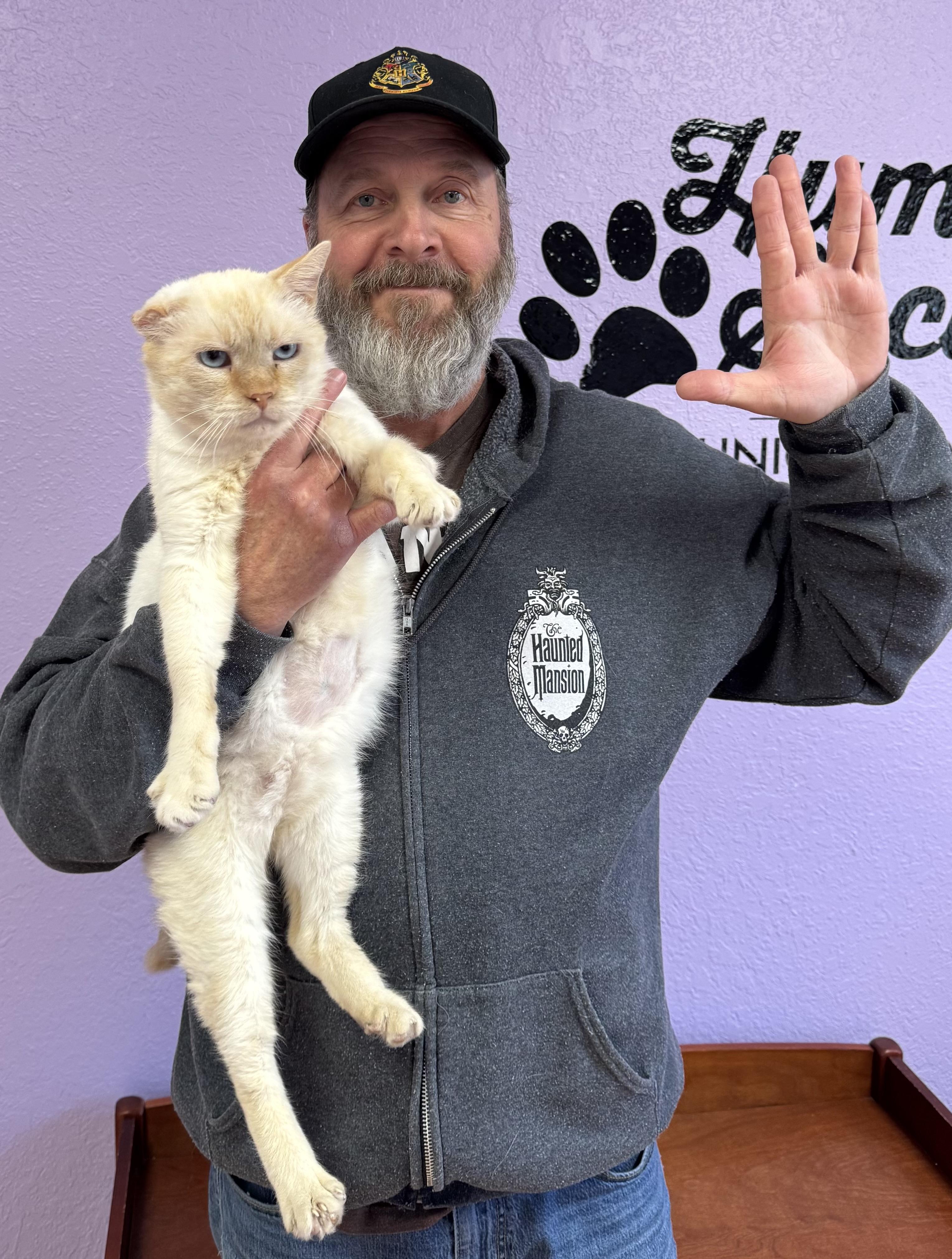 Spock - Male - Siamese