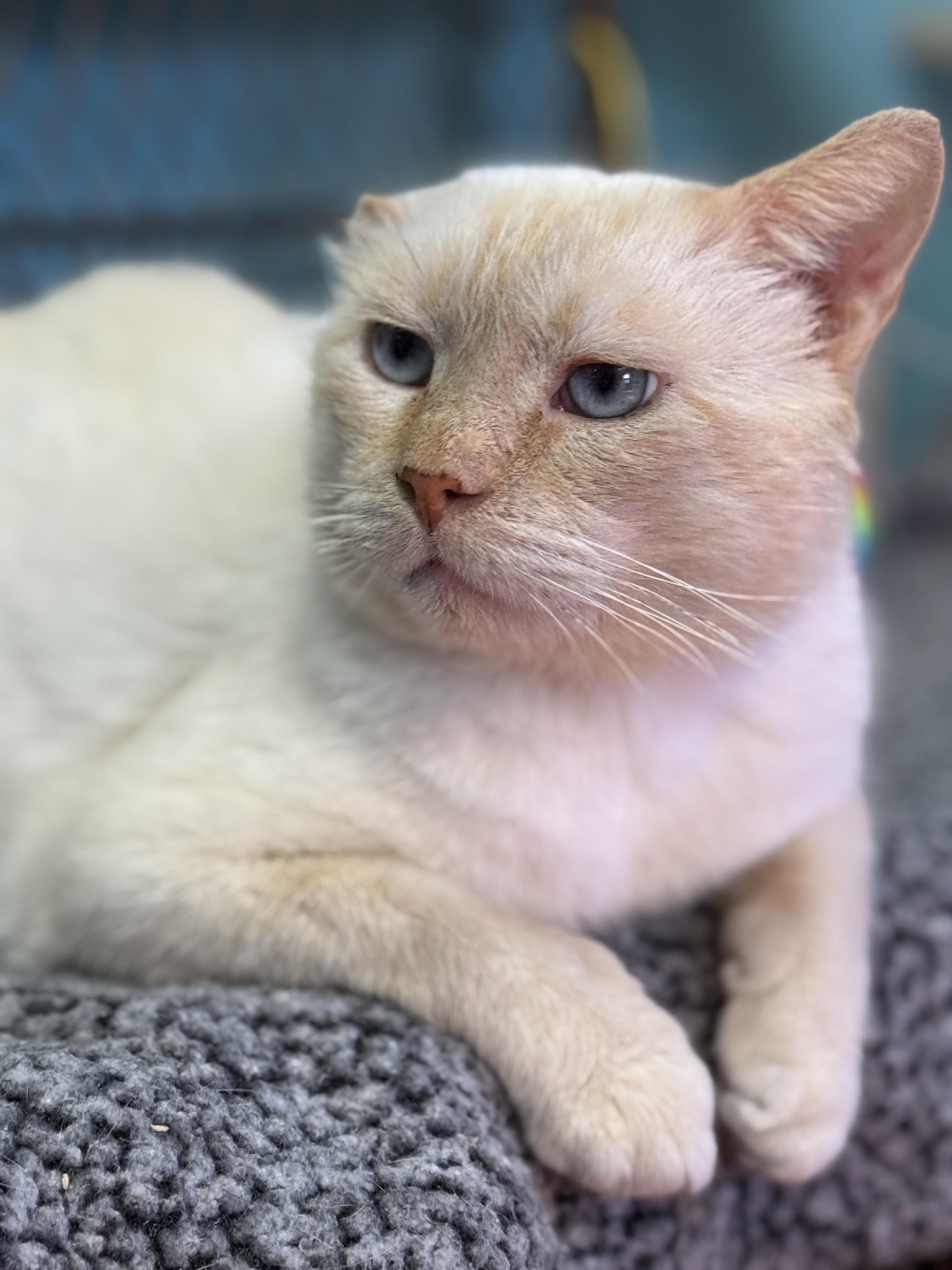 Spock - Male - Siamese