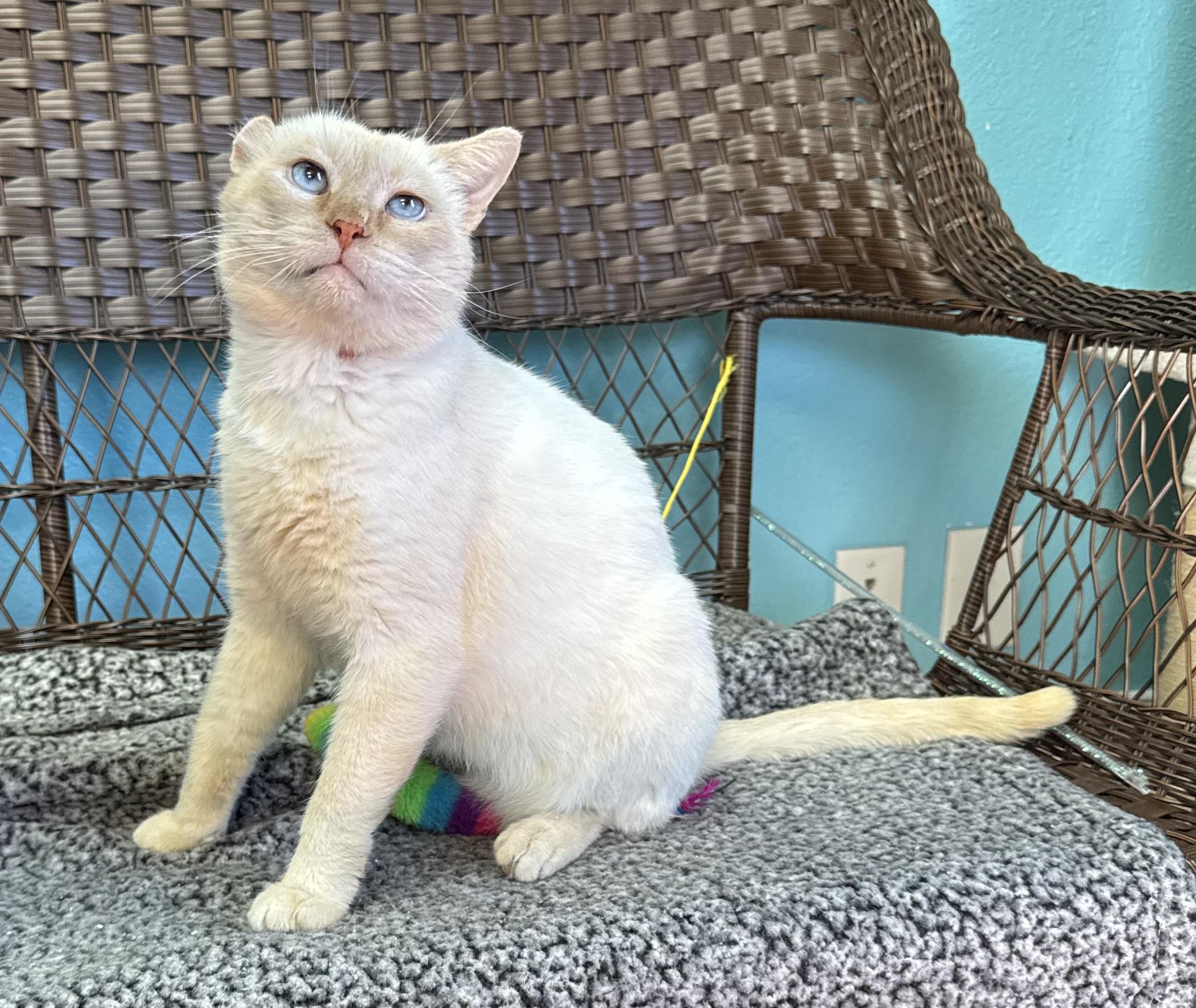 Spock - Male - Siamese