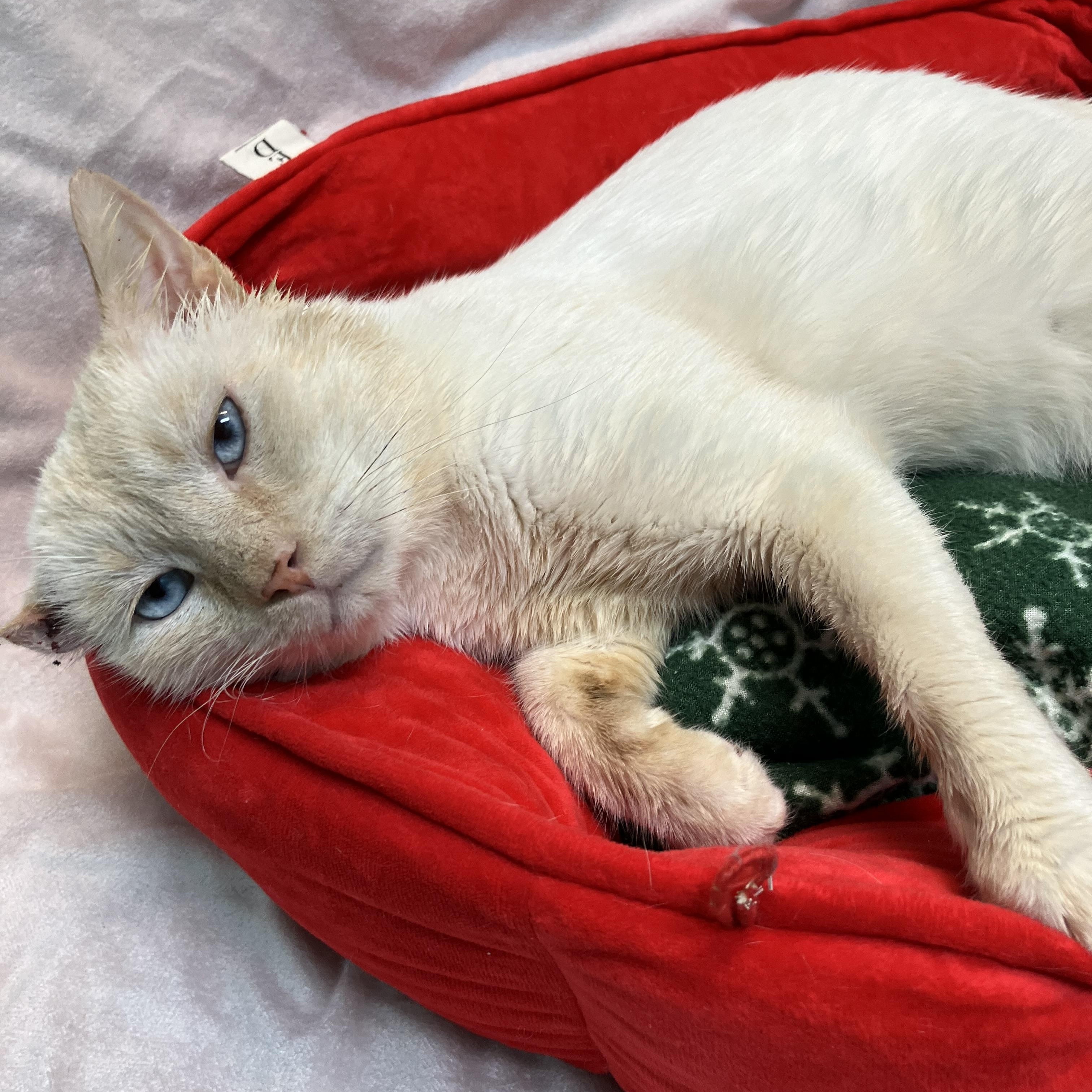 Spock - Male - Siamese