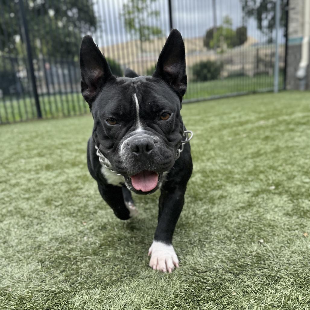 Brooklyn - ECAS, Adoptable, Adult Female American Bully.