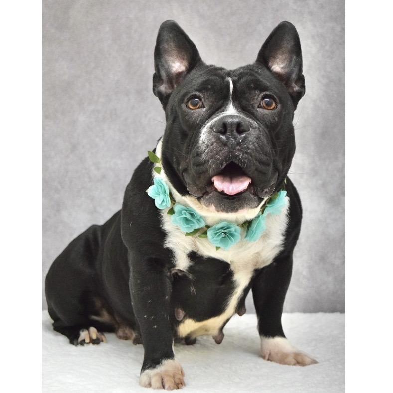 Enlarge Brooklyn - ECAS, a Adoptable mixed breed in Pleasanton, CA image 1/6