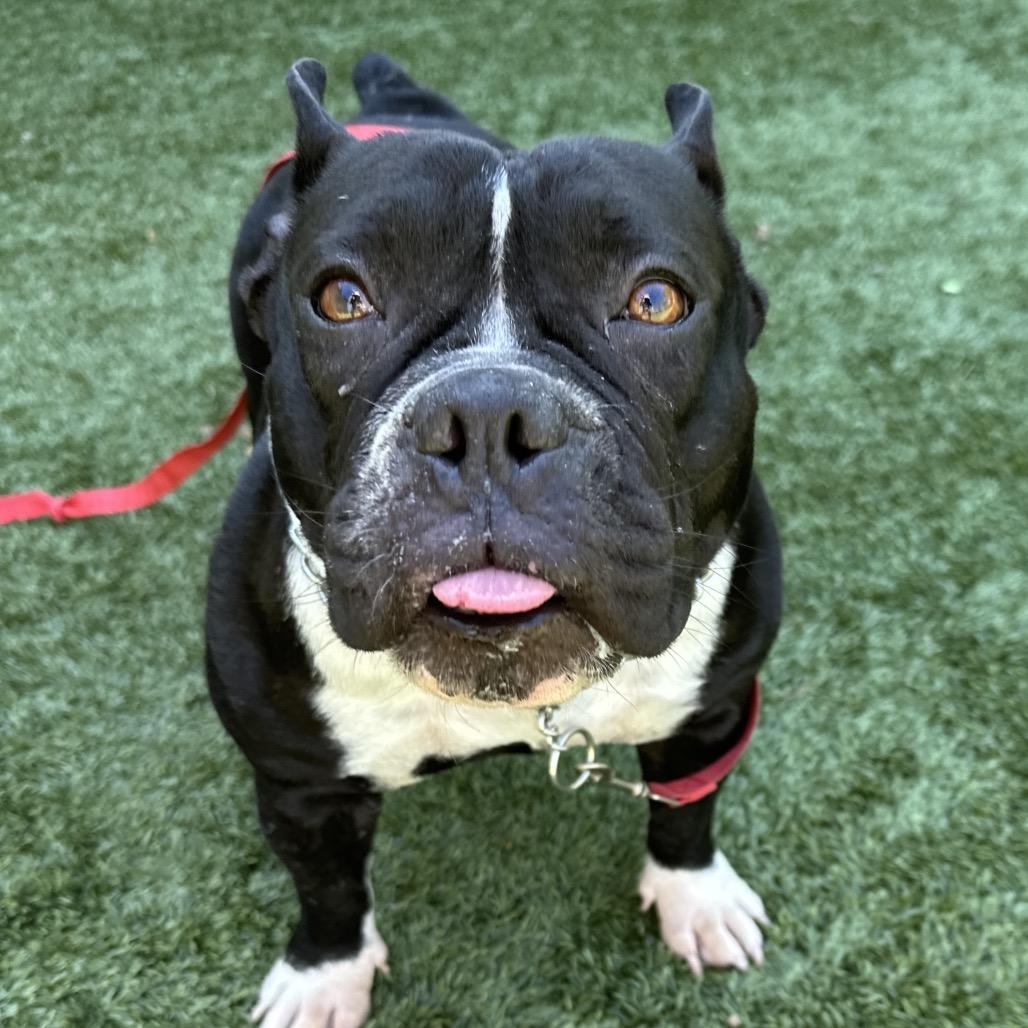 Enlarge Brooklyn - ECAS, a Adoptable mixed breed in Pleasanton, CA image 2/6