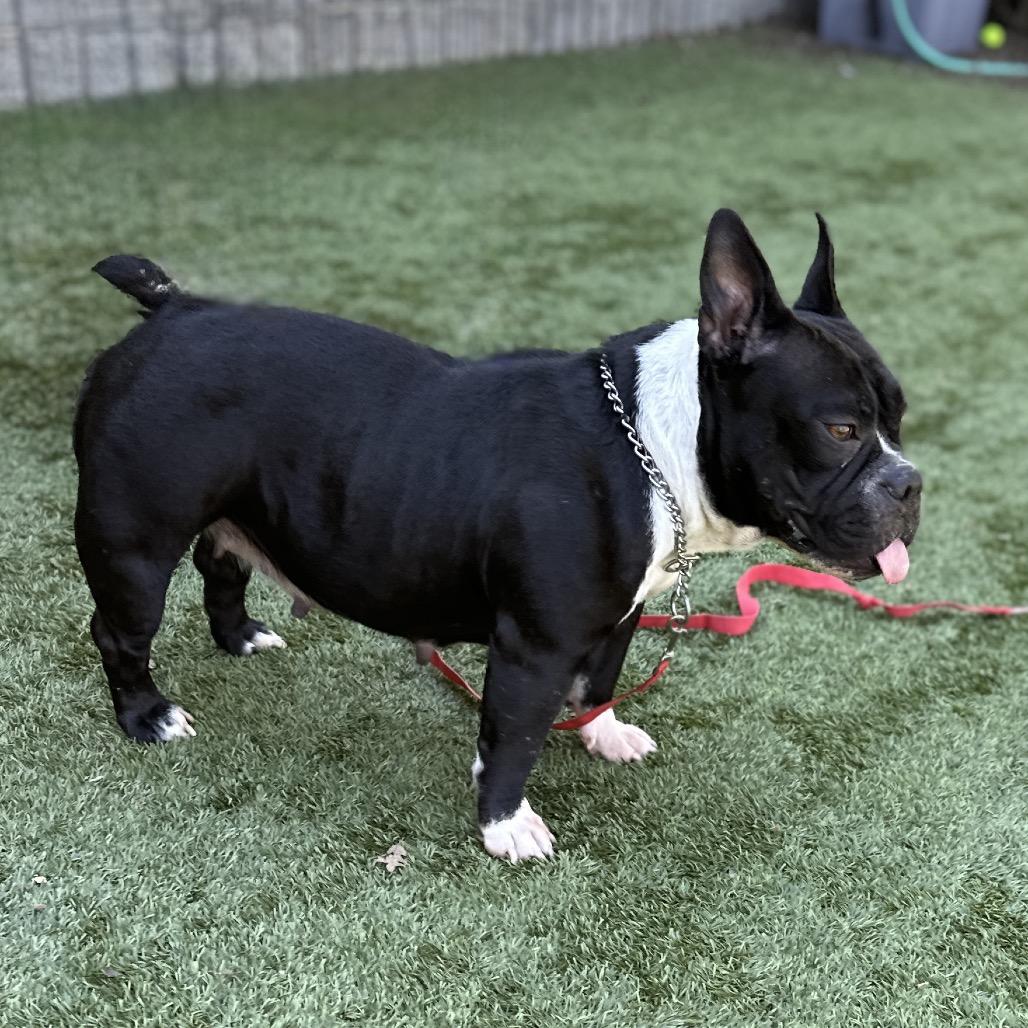 Brooklyn - ECAS, Adoptable, Adult Female Pit Bull Terrier.