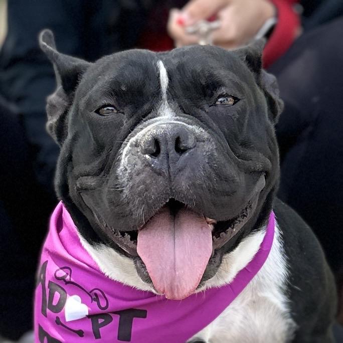 Enlarge Brooklyn - ECAS, a Adoptable American Bully in Pleasanton, CA image 3/6