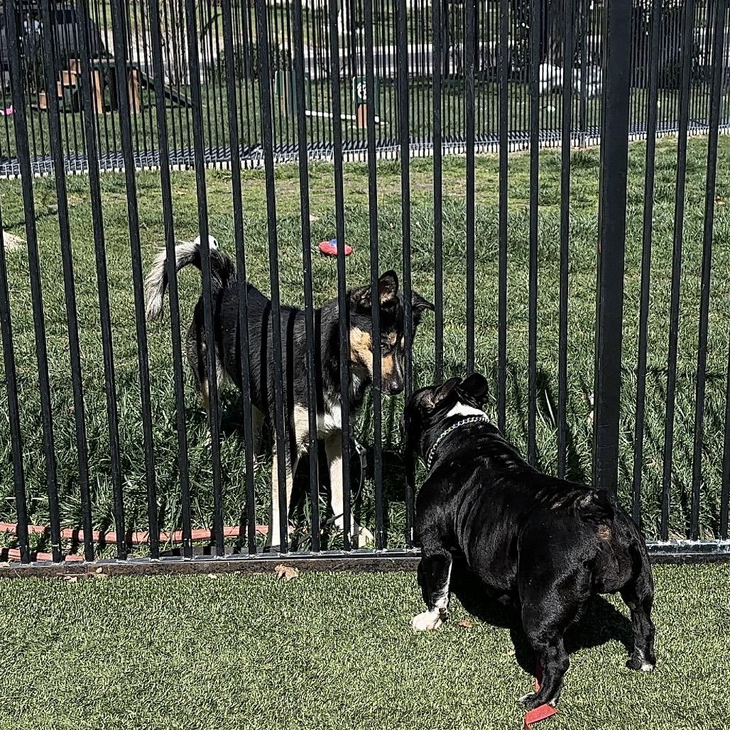 Enlarge Brooklyn - ECAS, a Adoptable mixed breed in Pleasanton, CA image 4/6