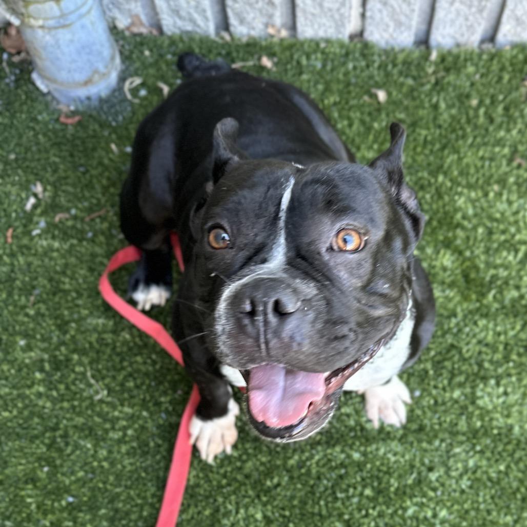 Enlarge Brooklyn - ECAS, a Adoptable mixed breed in Pleasanton, CA image 4/6