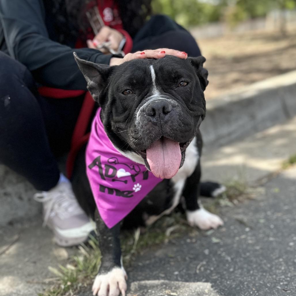 Enlarge Brooklyn - ECAS, a Adoptable American Bully in Pleasanton, CA image 4/6