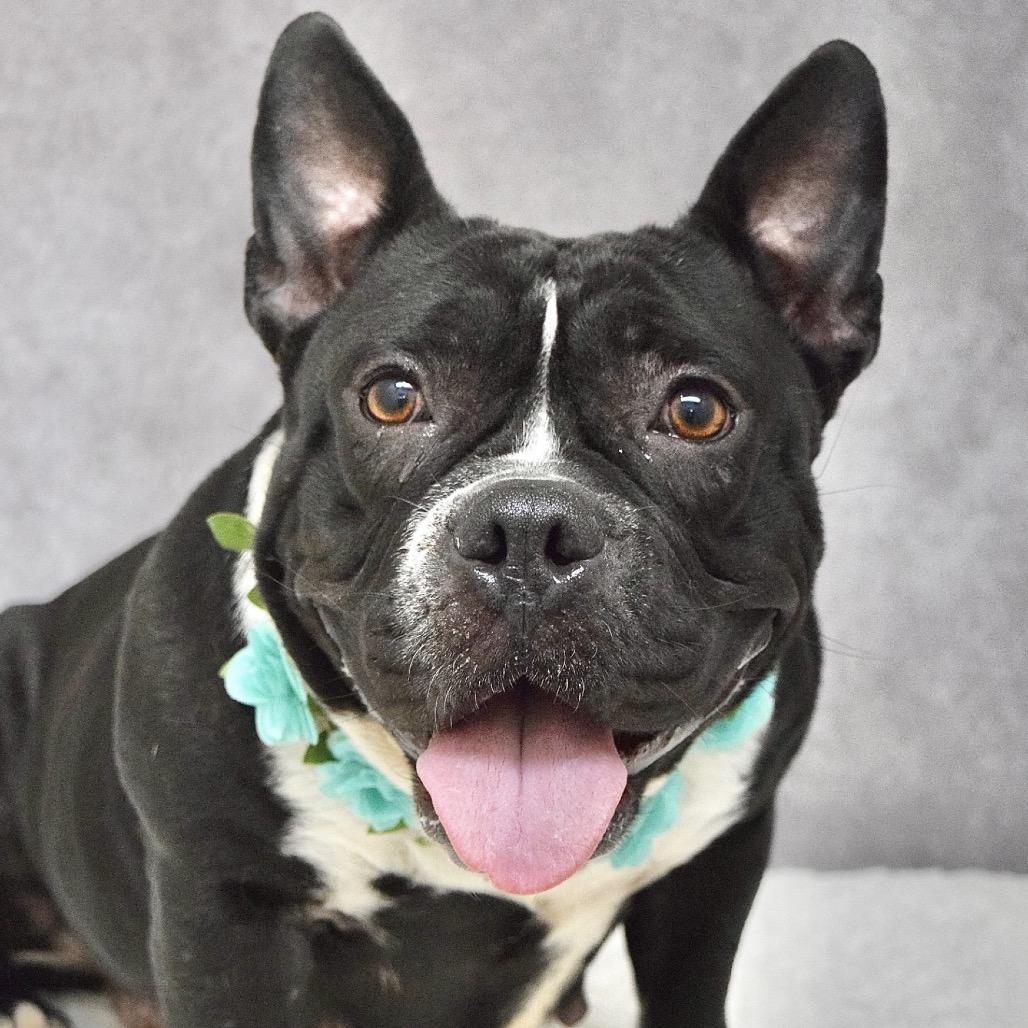 Enlarge Brooklyn - ECAS, a Adoptable mixed breed in Pleasanton, CA image 5/6