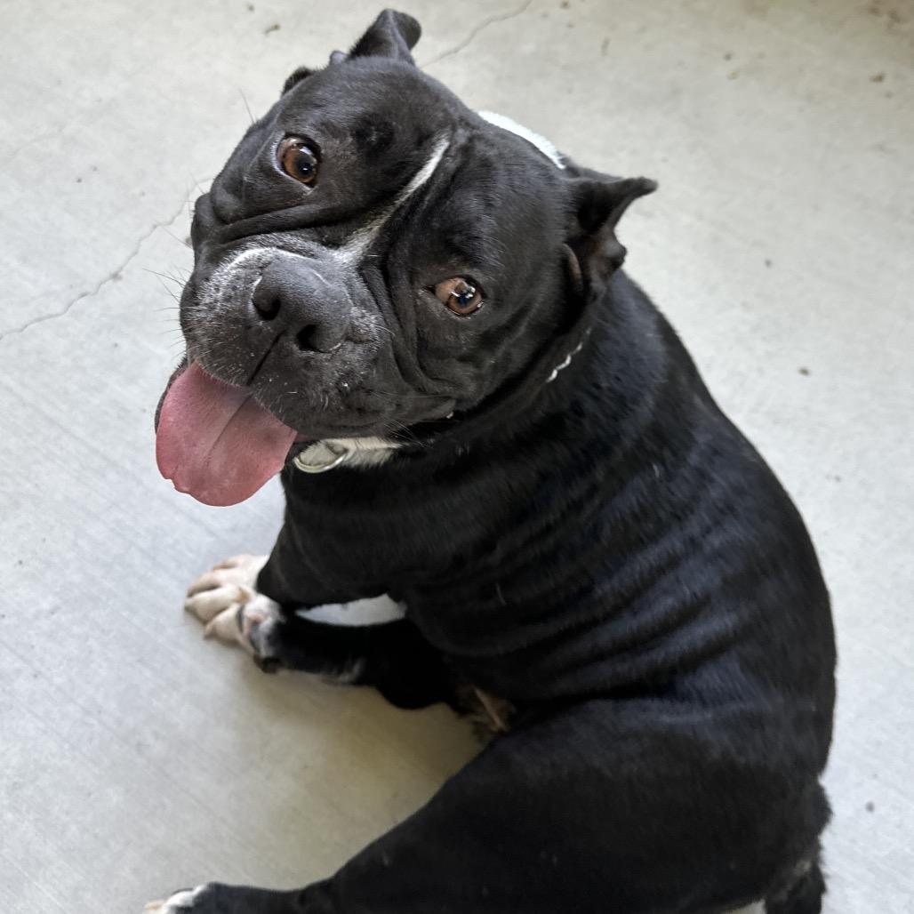 Enlarge Brooklyn - ECAS, a Adoptable American Bully in Pleasanton, CA image 6/6