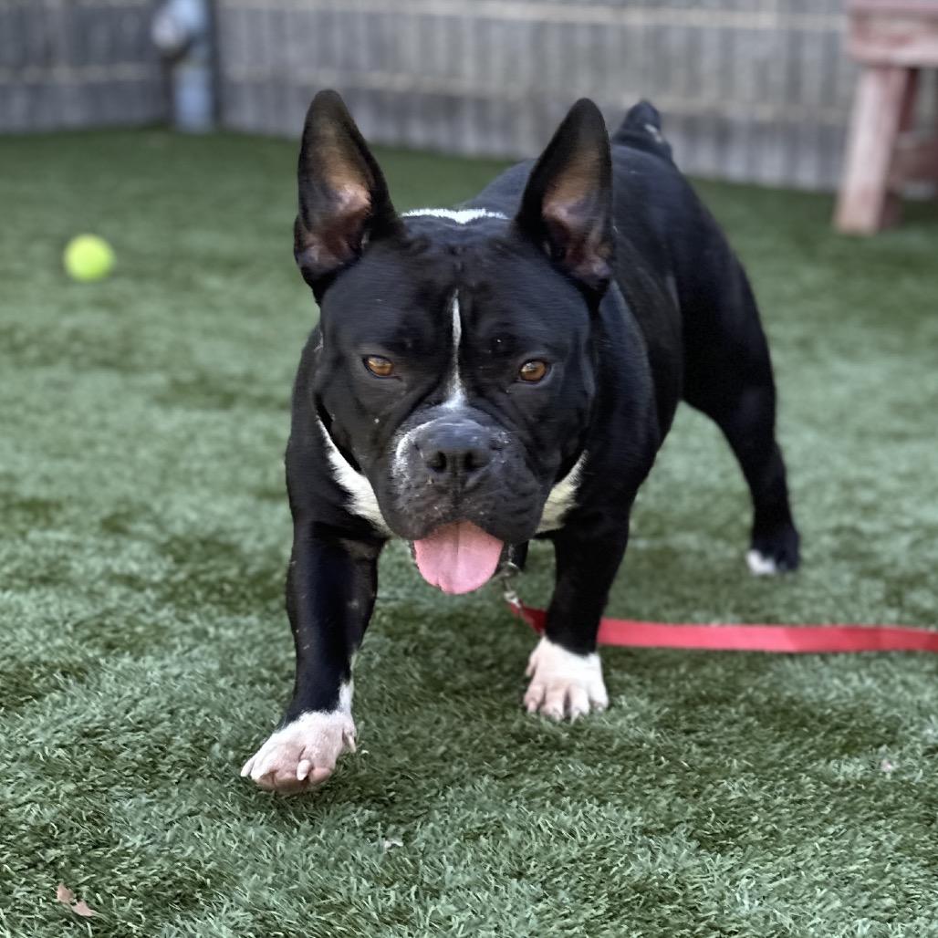 Enlarge Brooklyn - ECAS, a Adoptable mixed breed in Pleasanton, CA image 6/6