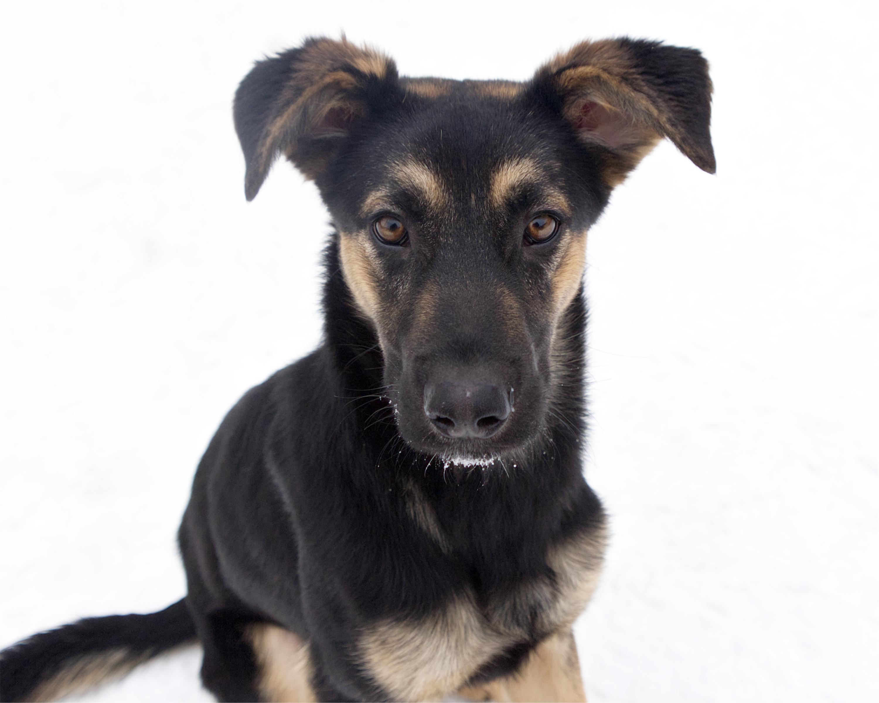 Tate, adoptable, Young Male German Shepherd Dog.