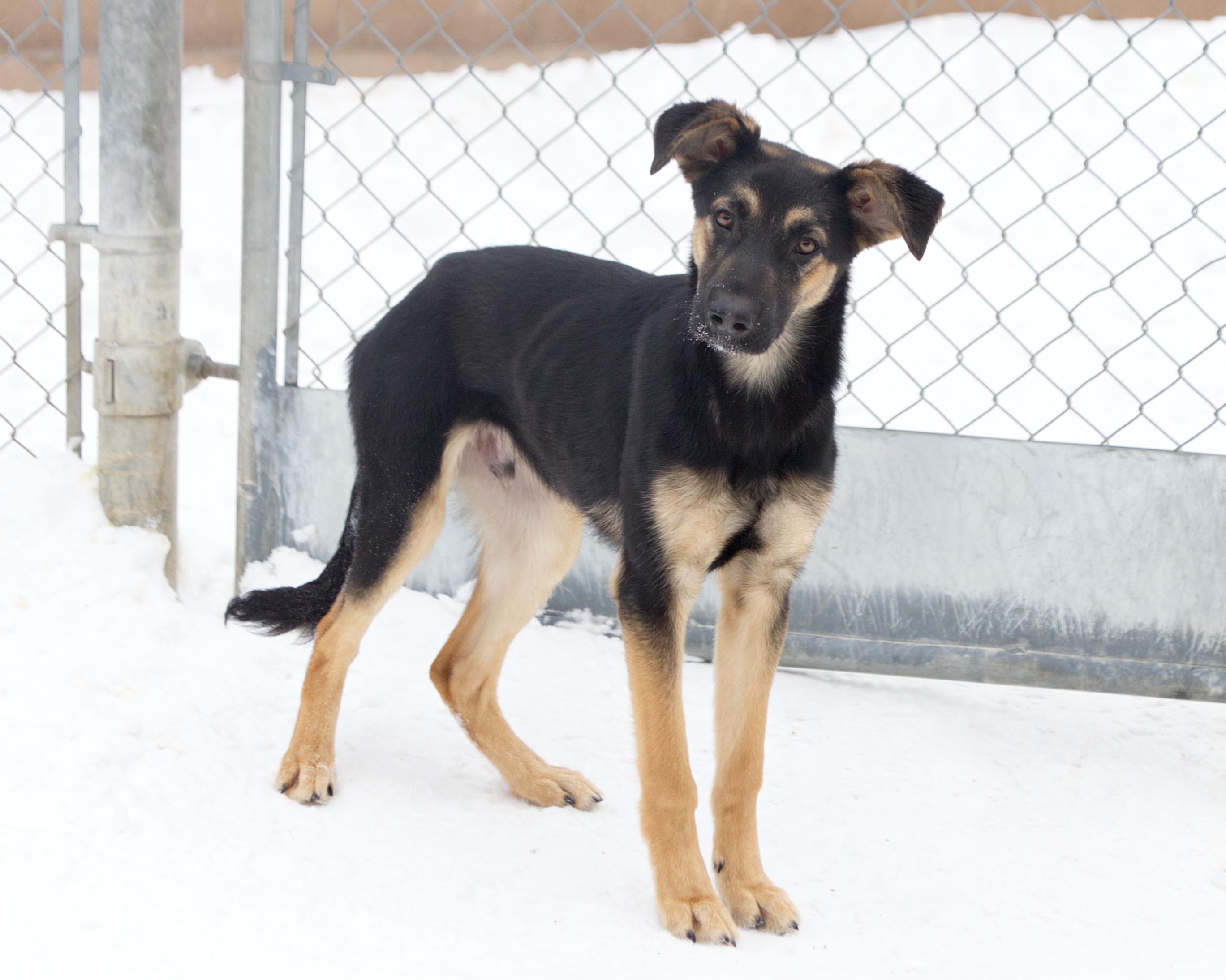 Enlarge Tate, an adoptable mixed breed in Winnipeg, MB image 2/3
