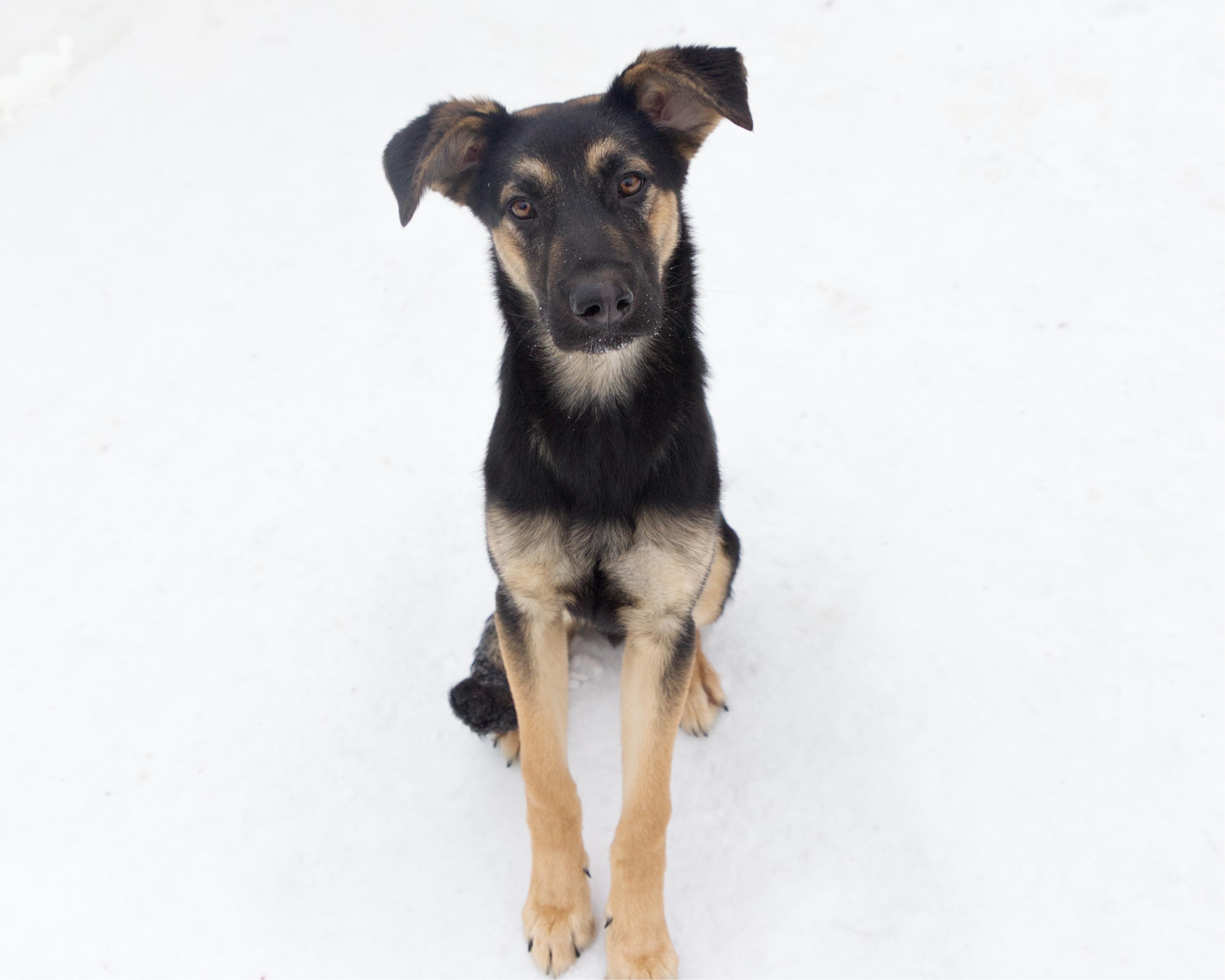 Enlarge Tate, an adoptable mixed breed in Winnipeg, MB image 3/3
