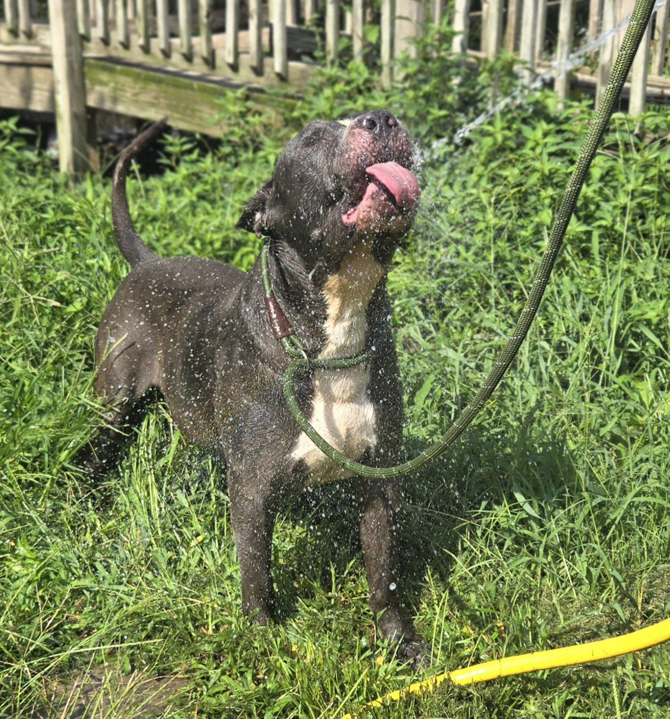 Enlarge Flynn, a Adoptable mixed breed in Jackson, MS image 1/3