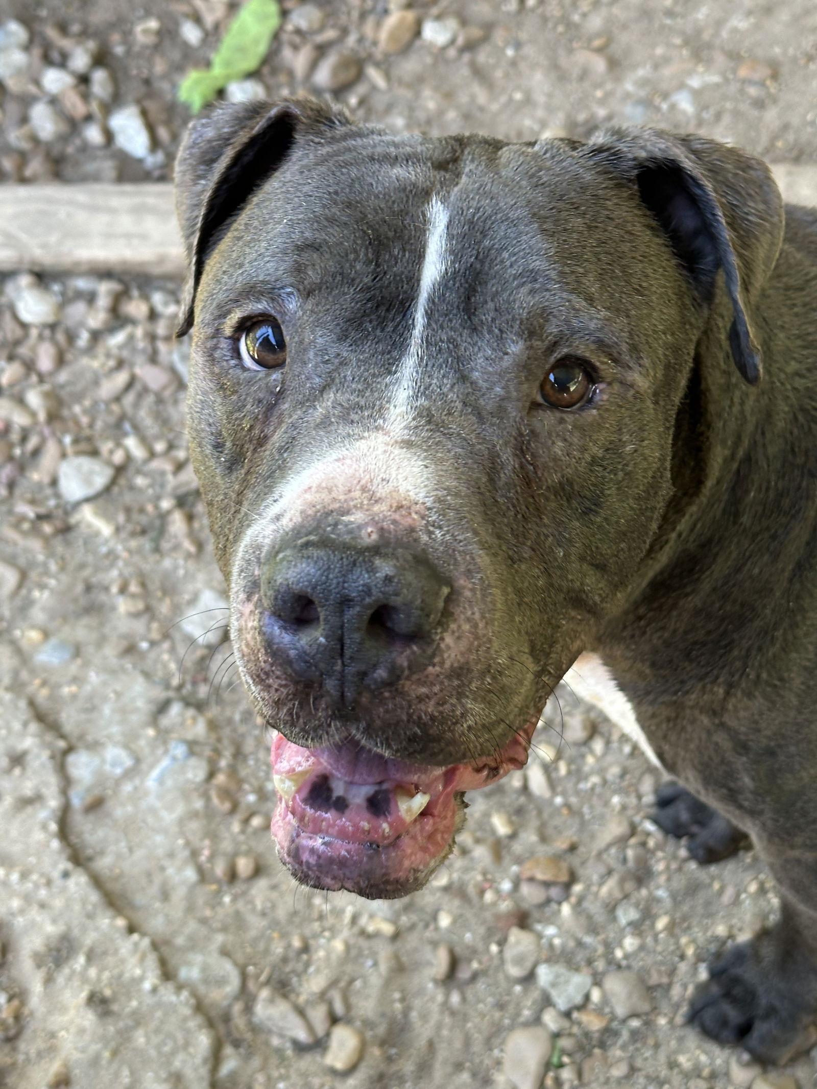 Enlarge Flynn, a Adoptable mixed breed in Jackson, MS image 2/3