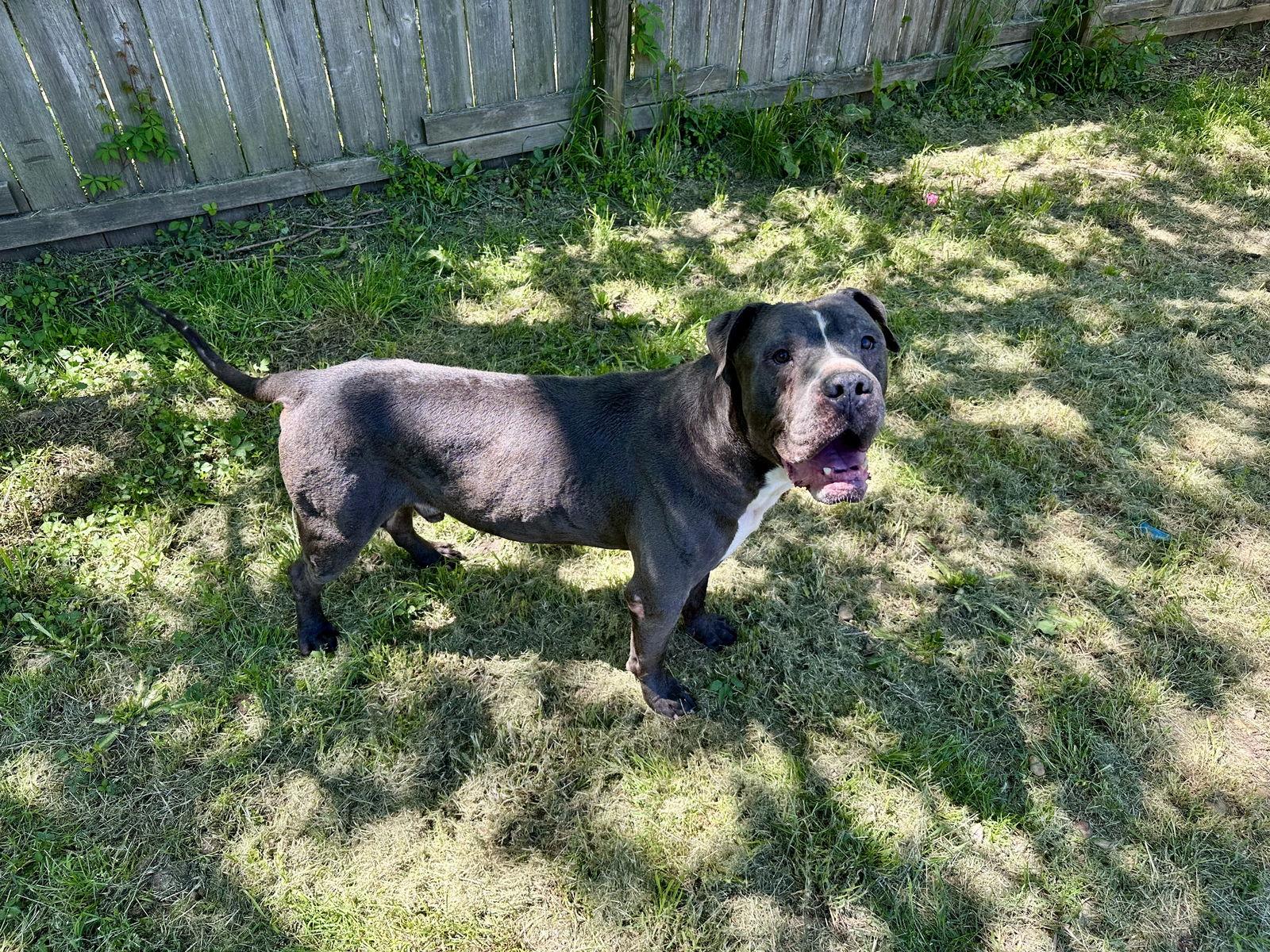 Enlarge Flynn, a Adoptable mixed breed in Jackson, MS image 3/3