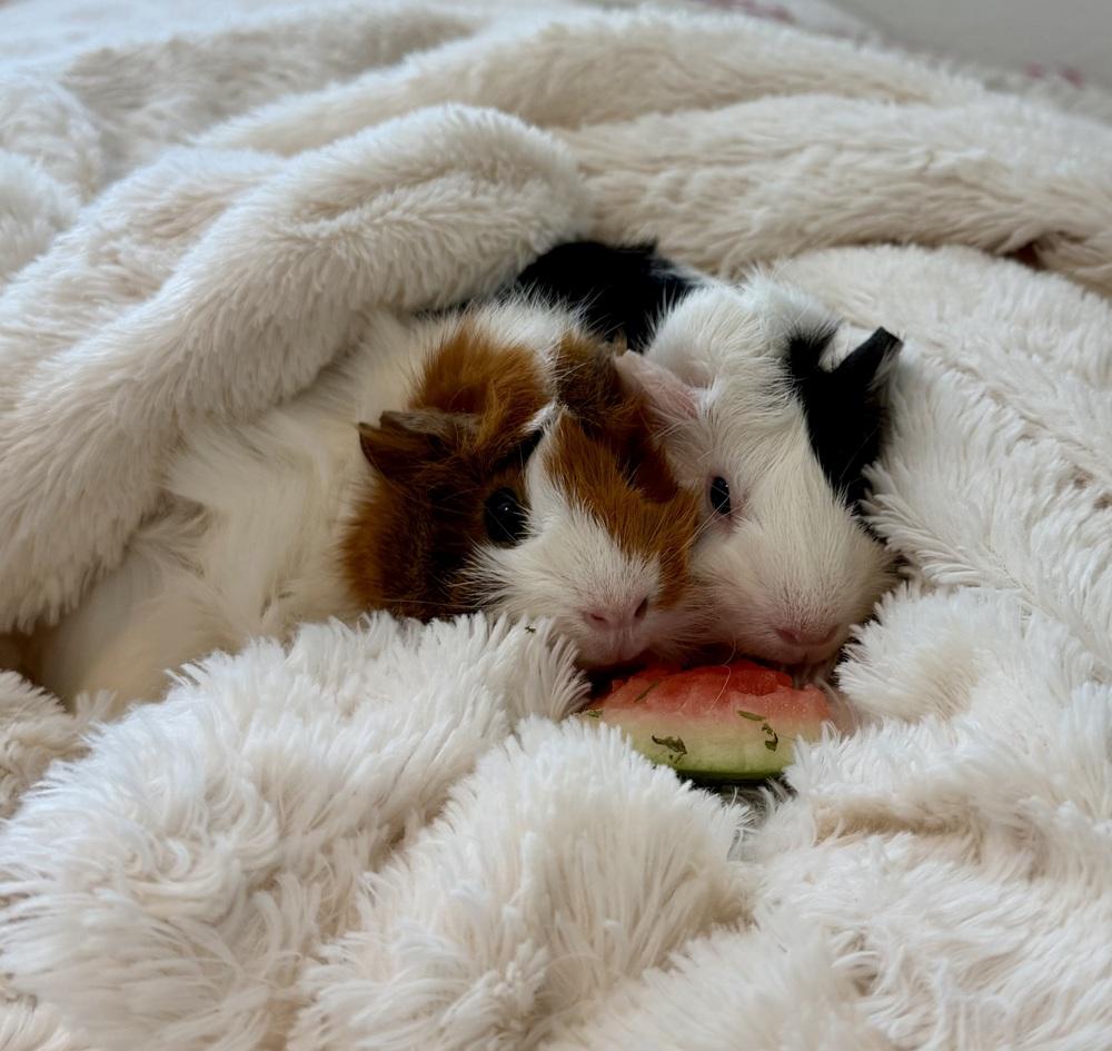 Sage & Willow, adopted, Young Female Guinea Pig.