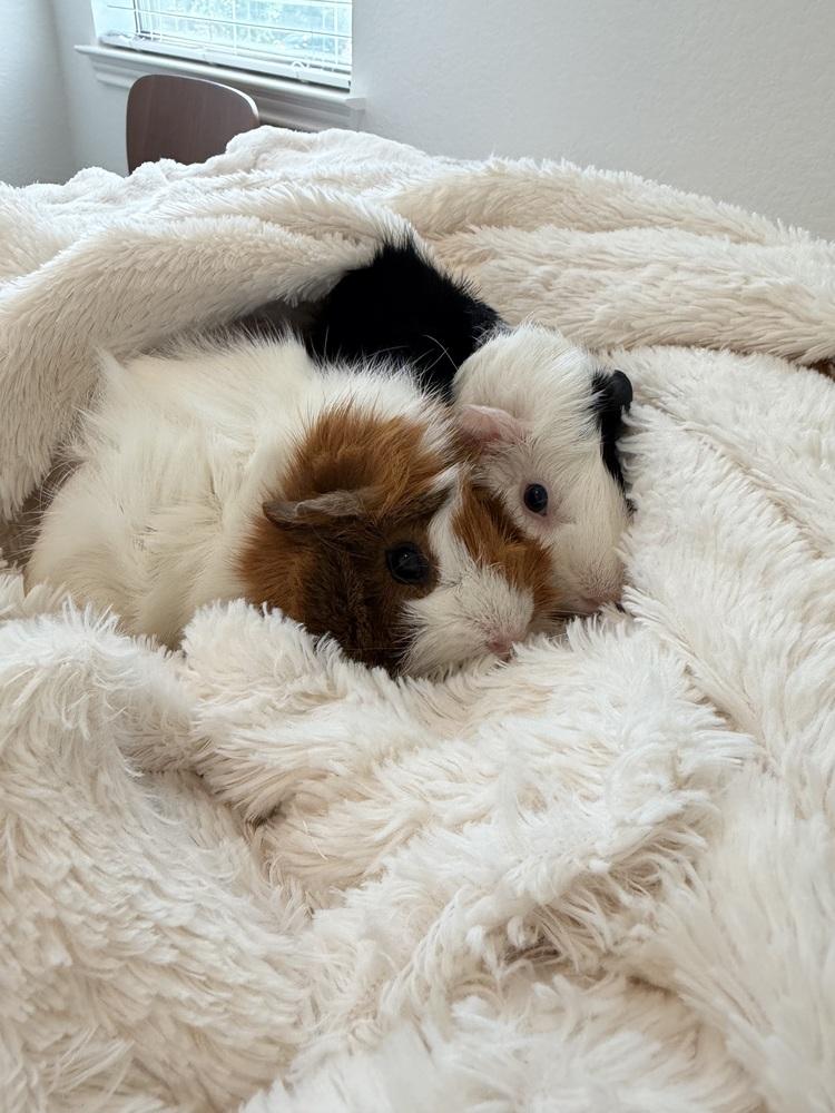 Enlarge Sage & Willow, an adopted Guinea Pig in Austin, TX image 3/3