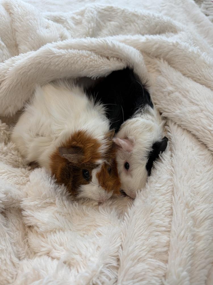 Enlarge Sage & Willow, an adopted Guinea Pig in Austin, TX image 2/3