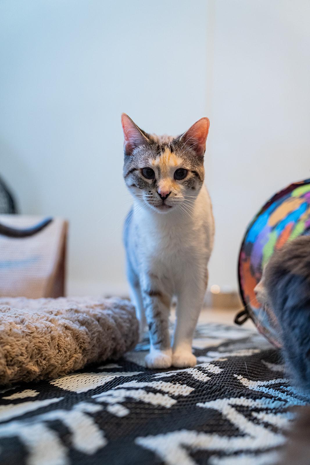 Enlarge Juniper, a Adoptable Domestic Short Hair in Dellslow, WV image 3/5