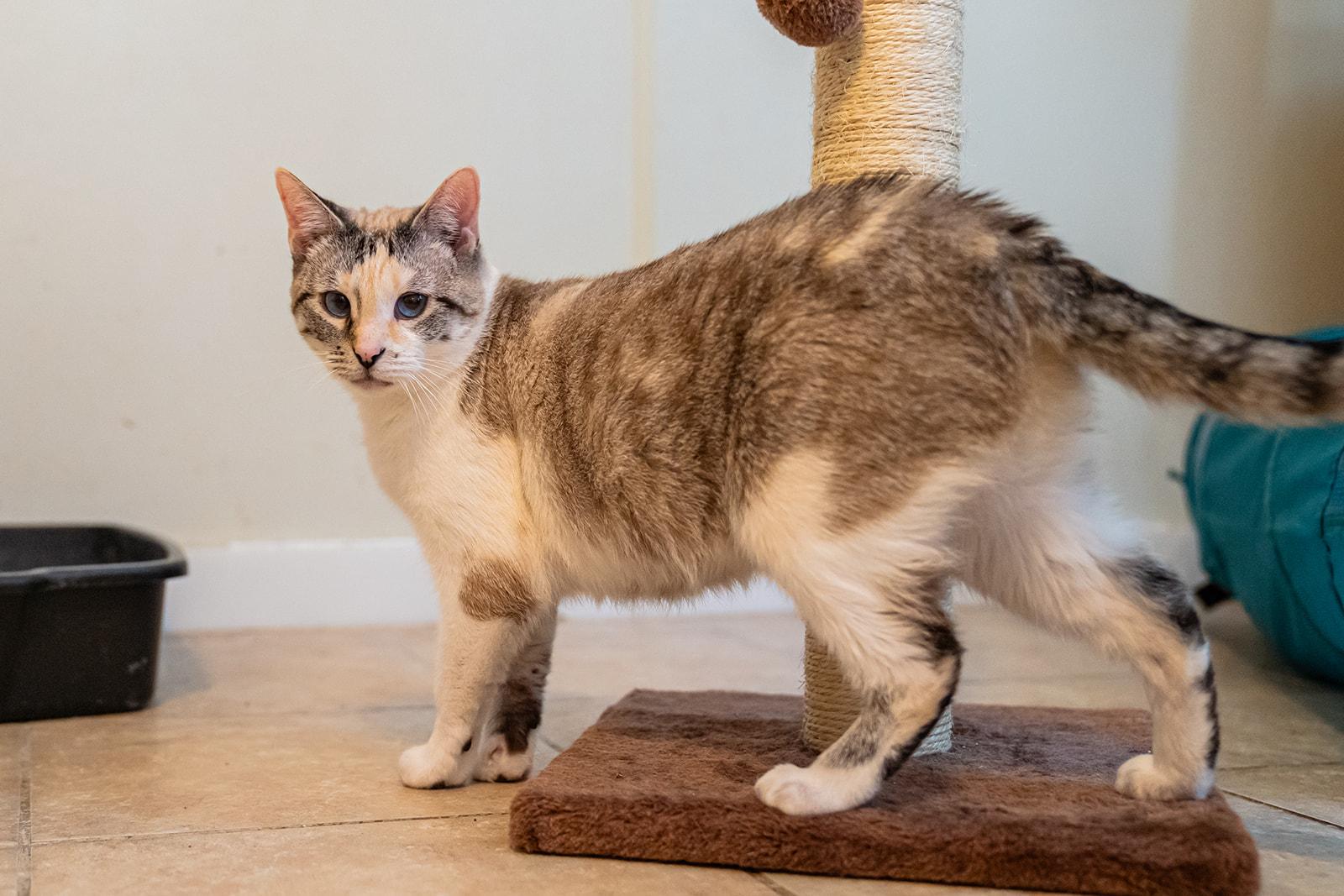 Enlarge Juniper, a Adoptable Domestic Short Hair in Dellslow, WV image 5/5