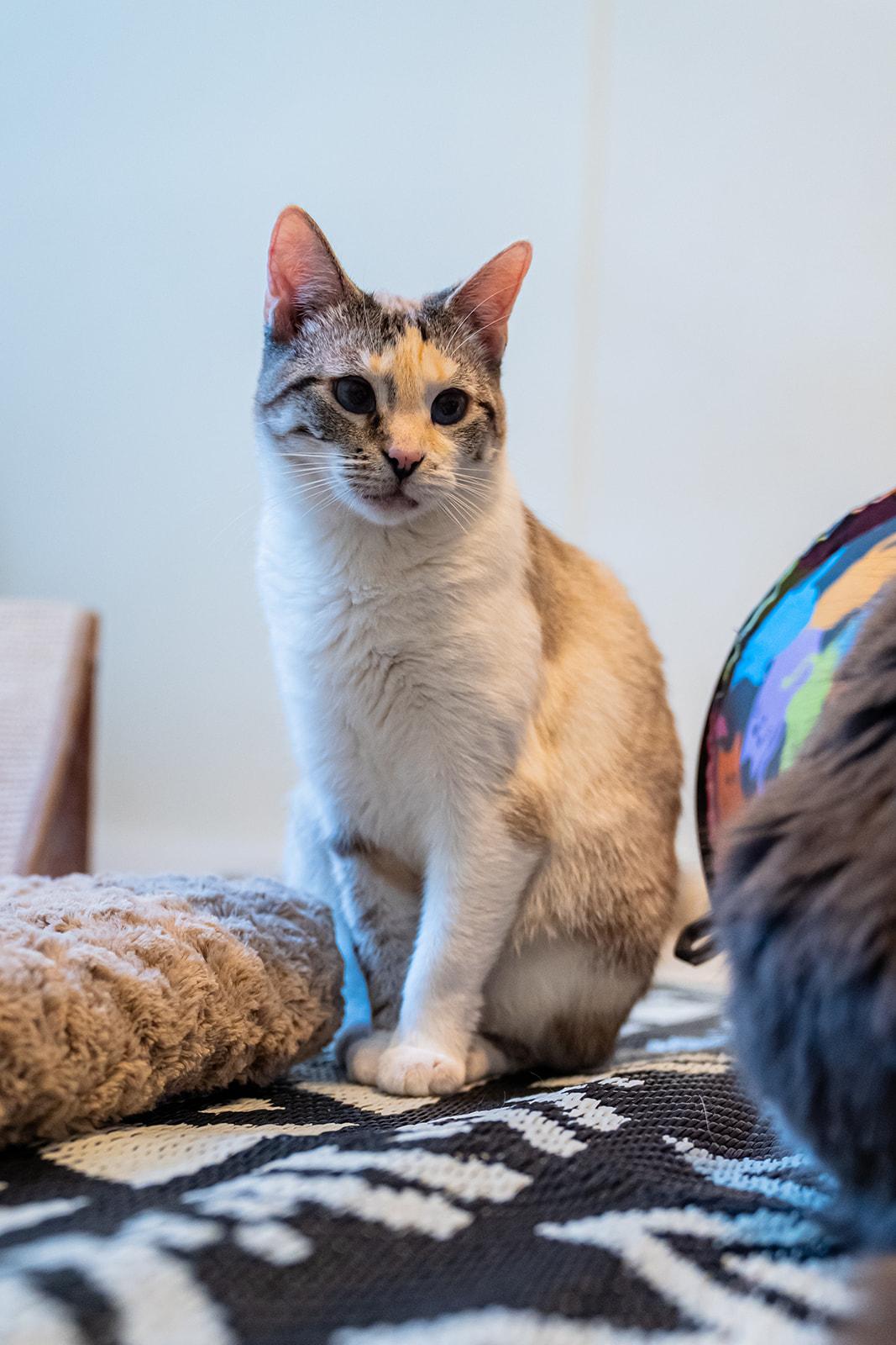 Enlarge Juniper, a Adoptable Domestic Short Hair in Dellslow, WV image 4/5