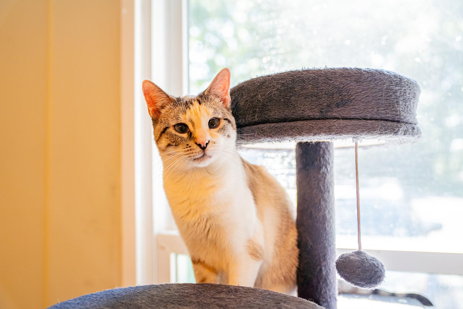 Enlarge Juniper, a Adoptable Domestic Short Hair in Dellslow, WV image 1/5