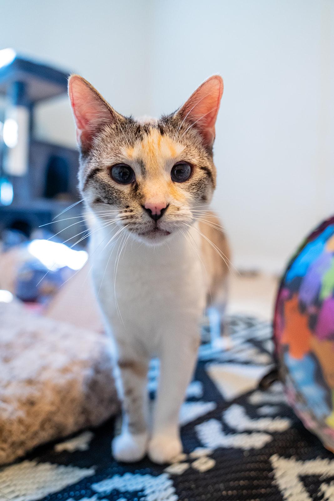 Enlarge Juniper, a Adoptable Domestic Short Hair in Dellslow, WV image 2/5