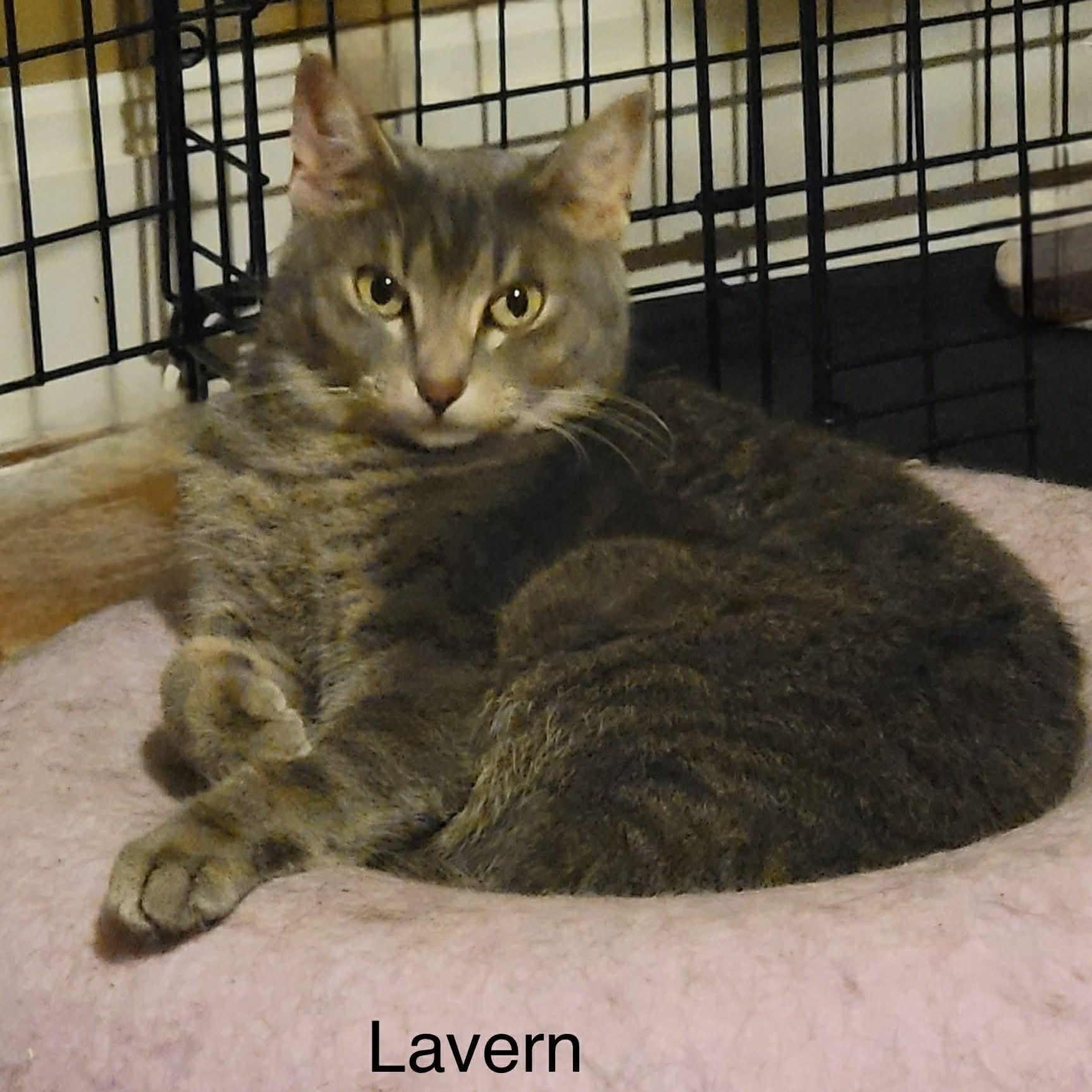 Lavern, Adoptable, Young Female Tabby.