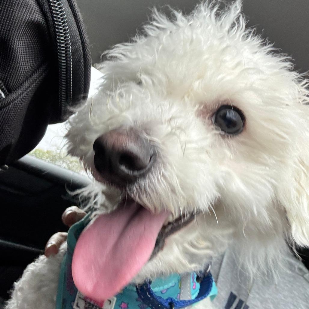 Prince, Adoptable, Adult Male Mixed Breed.