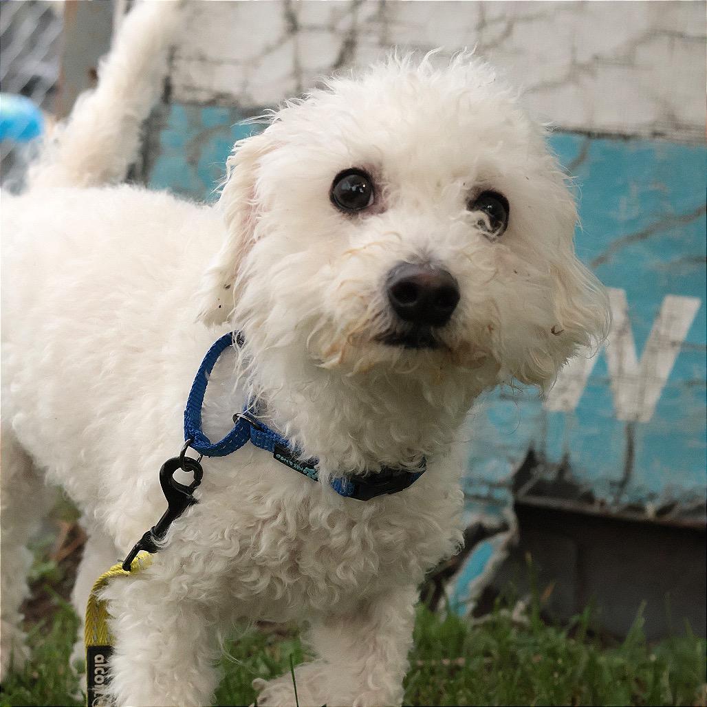 Enlarge Prince, a Adoptable Mixed Breed in Philadelphia, PA image 2/6