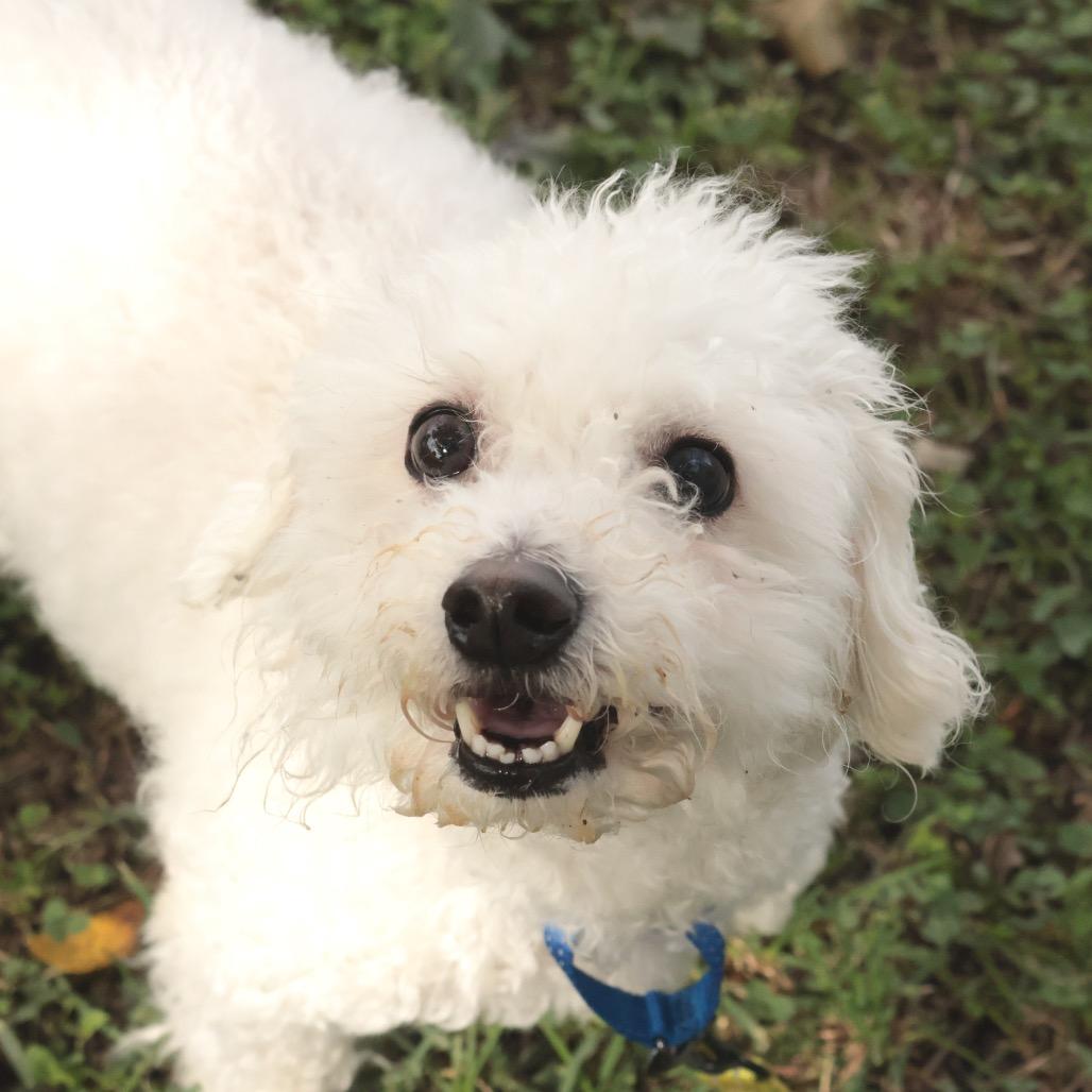 Enlarge Prince, a Adoptable Mixed Breed in Philadelphia, PA image 3/6