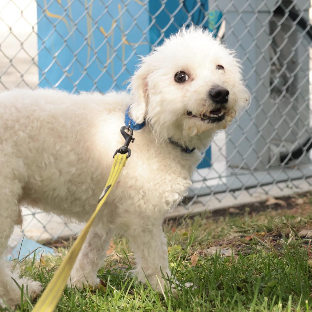 Enlarge Prince, a Adoptable Mixed Breed in Philadelphia, PA image 6/6
