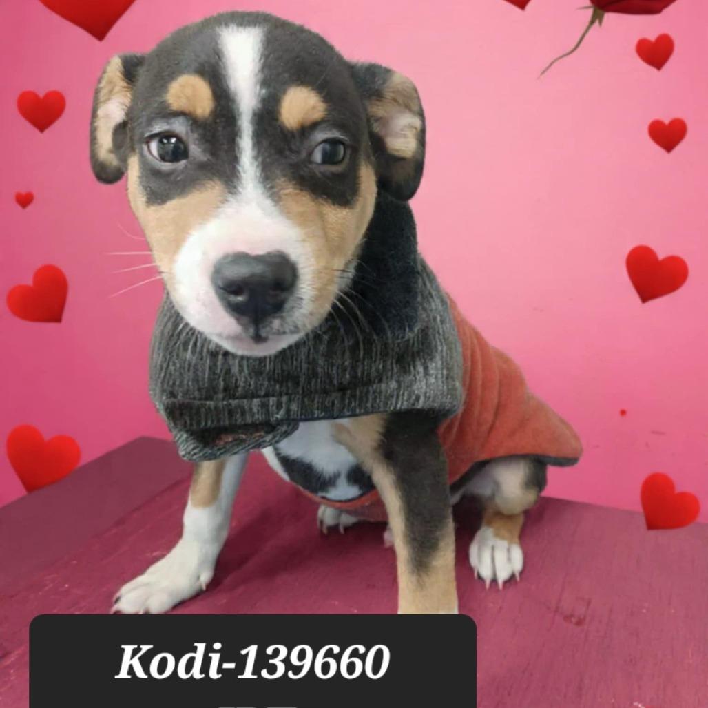 Enlarge Kodi, a Adoptable Jack Russell Terrier in New Tazewell, TN image 1/1